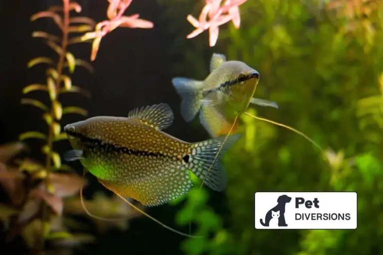Can Angelfish And Pearl Gourami Live Together