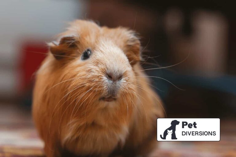 Can You Pet Guinea Pigs