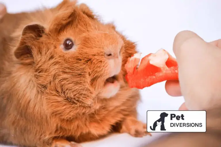 What Human Food Can Guinea Pigs Eat