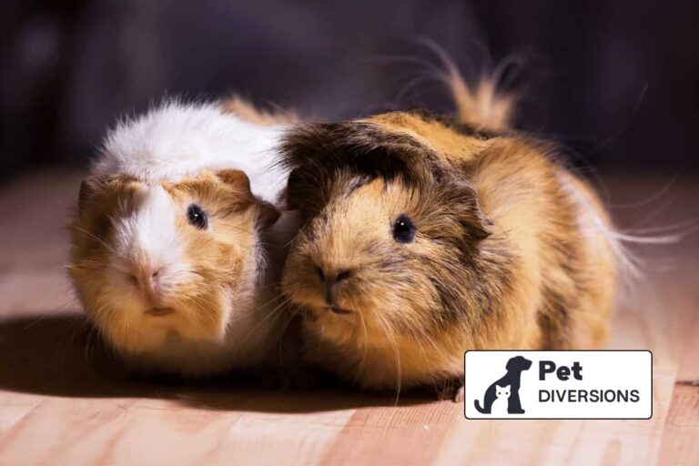 Can Guinea Pigs Kill Each Other