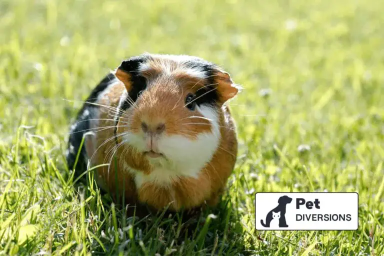 Do Guinea Pigs Attract Pests