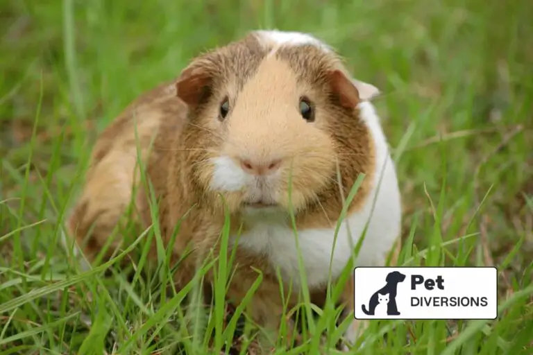 How Would A Guinea Pig Survive In The Wild