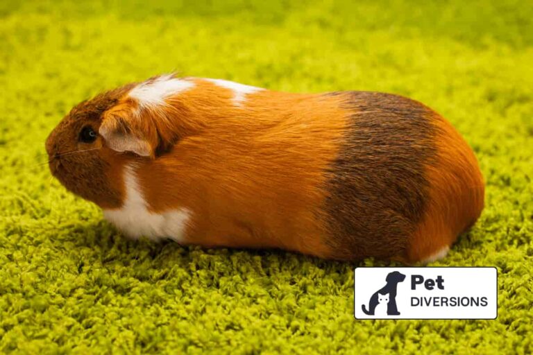 Why Guinea Pigs Are Always Hungry