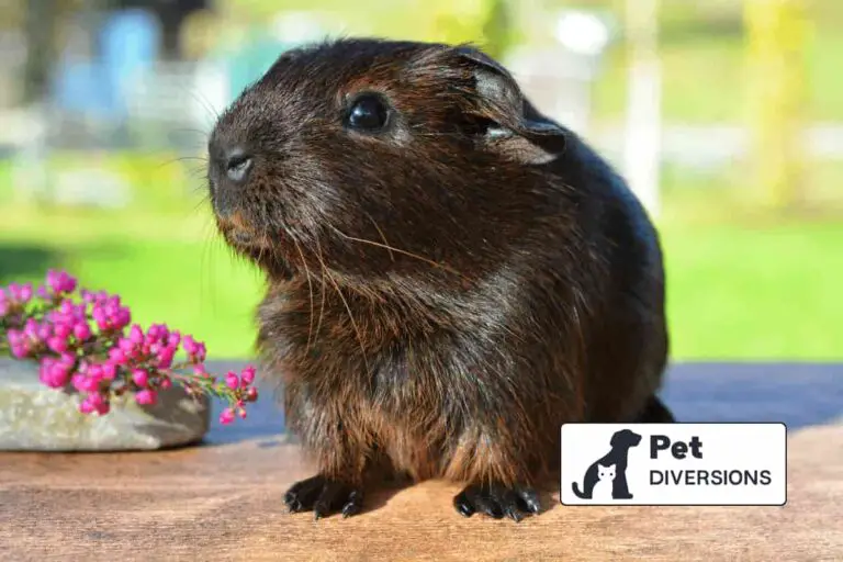 Why Your Guinea Pig Nibbles You