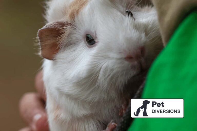 Why Your Guinea Pig Pees On You