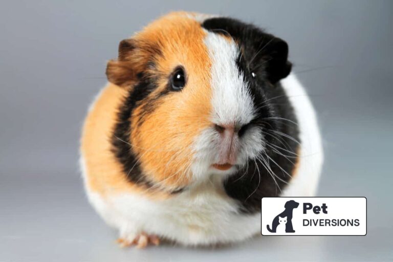 Why Your Guinea Pig Zones Out